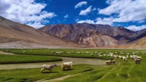 Essence of Ladakh and Kashmir Ex LEH